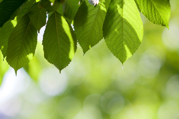 O close-up das folhas brilhantes frescas bonitas da cereja iluminou-se pelo sol que pendura como a cortina acima do espaço brilhante borrado da cópia do bokeh. Beleza e proteção da natureza, agricultura e conceito de jardinagem.