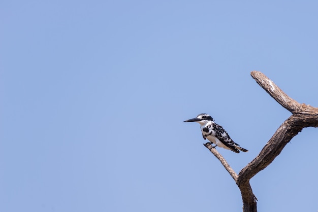 O close-up de um martinho pescatore preto e branco bonito empoleirou-se em um ramo de árvore da acácia. telefoto vista de baixo contra o céu azul claro.