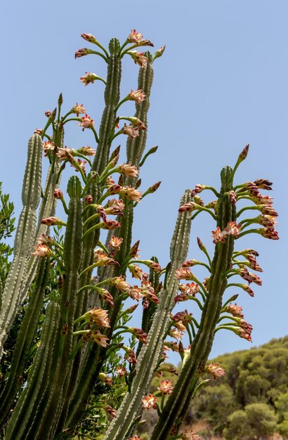 O close up do cacto Cereus