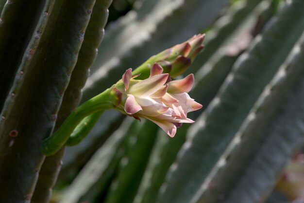 O close up do cacto Cereus