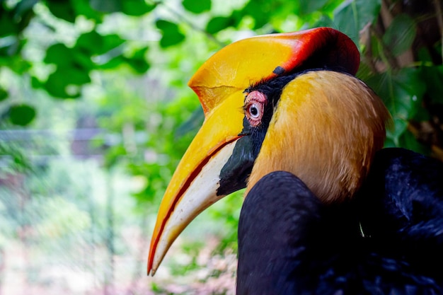 Foto o close up do calau atirou no zoológico os olhos e a emoção do calau