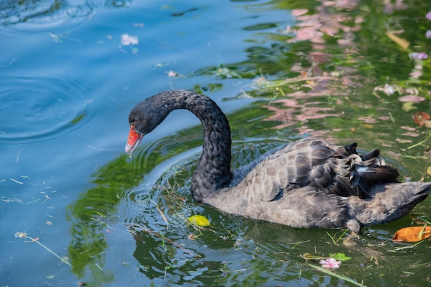 O close-up do cisne negro nada no lago.