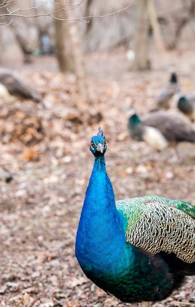 O close up do pavão masculino anda no parque