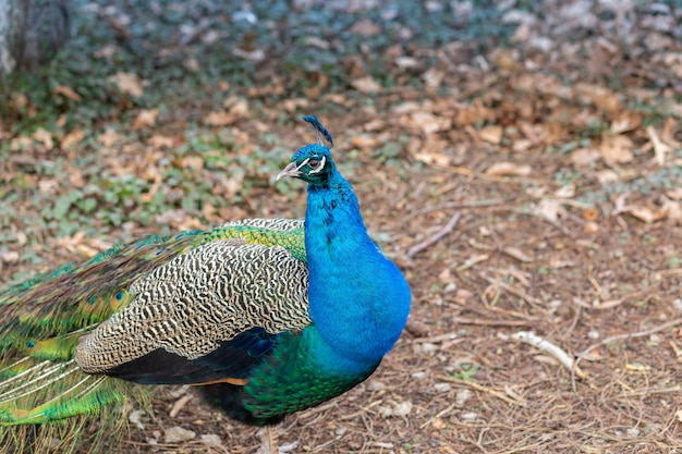 O close up do pavão masculino anda no parque