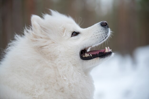 O close up do retrato do cachorro branco samoiedo está na floresta de inverno