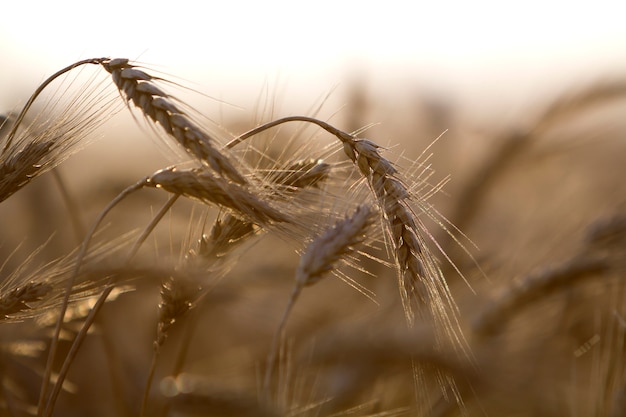 O close-up do trigo focalizado maduro amarelo dourado dourado morno dirige no dia de verão ensolarado na luz nevoenta borrada macia do campo de trigo do prado - fundo marrom. agricultura, agricultura e conceito de colheita rica.