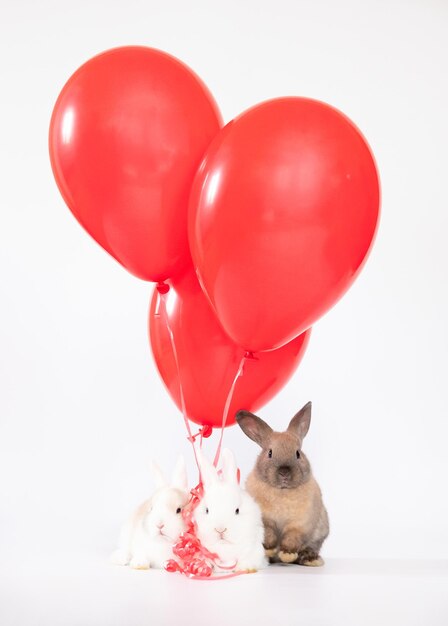 O coelhinho com balões rosa vermelhos coloridos adora animal de estimação