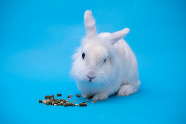 O coelho branco come comida com prazer coelhinho da páscoa branco em uma loja de alimentos para animais de fundo azul