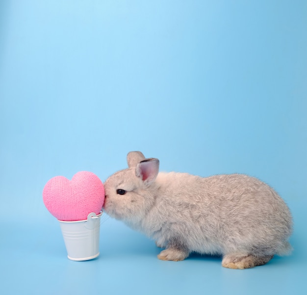 O coelho cinzento está beijando o coração cor-de-rosa no fundo azul.