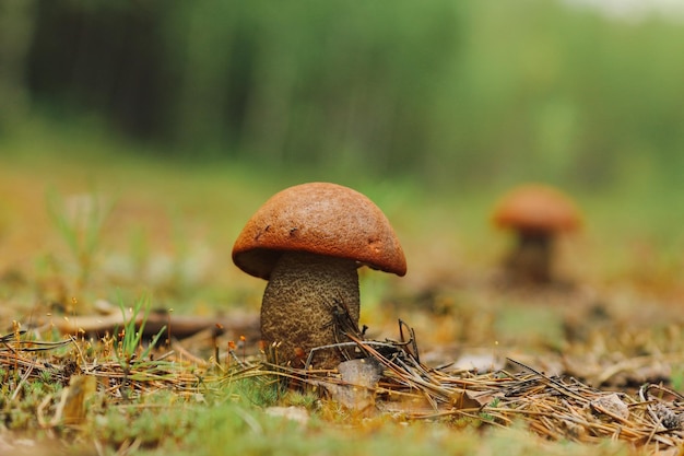 O cogumelo Boletus cresce na estrada da floresta