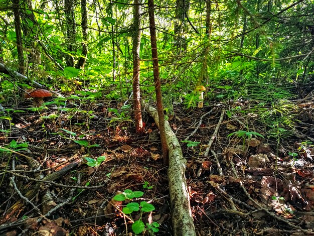 O cogumelo cresce perto de uma árvore na grama na floresta iluminada em um dia ensolarado de outono