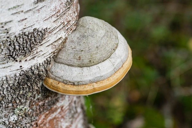 O cogumelo do pavio cresceu em uma árvore de vidoeiro na floresta.