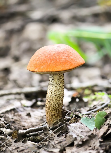 O cogumelo do vidoeiro do copo de laranja cresce na floresta selvagem.