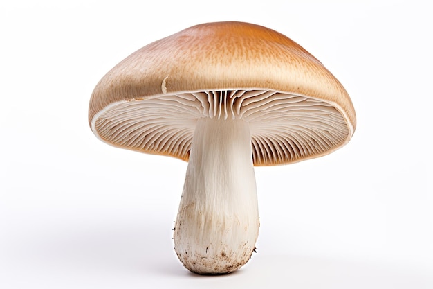 O cogumelo Shiitake isolado em fundo branco