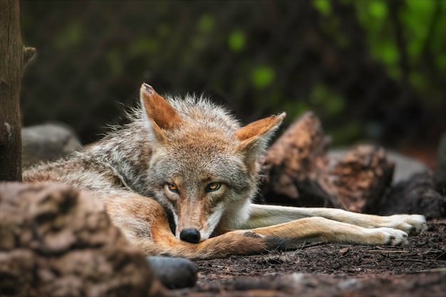 O coiote descansando em seu habitat