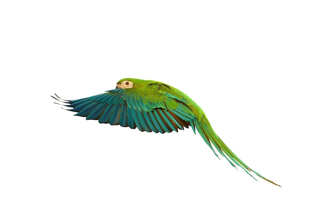 O colorido arara-dourado voador isolado em fundo branco