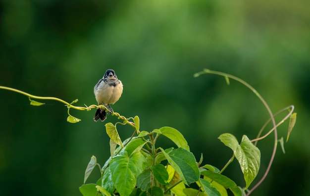 O comedor de sementes de canela é um pássaro passeriforme do gênero típico de sementes Sporophila