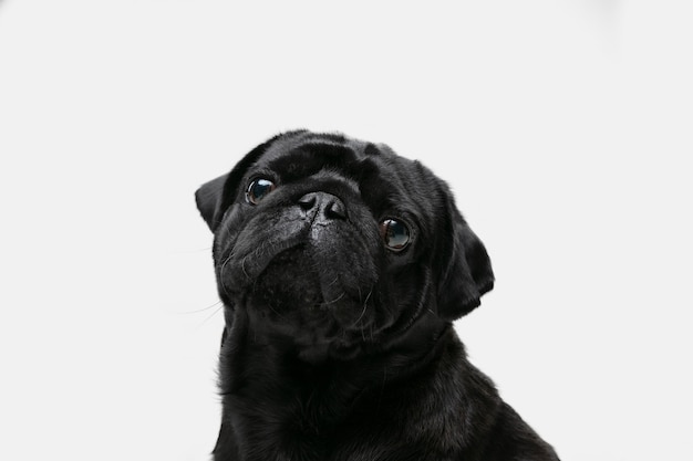 O companheiro do cão-pug está posando. Fofinho brincalhão preto cachorrinho ou animal de estimação brincando isolado no fundo branco do estúdio