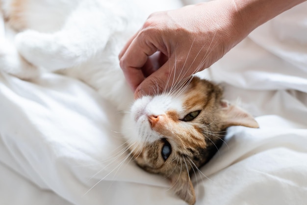 O comprimento total da mão segurando o gato na cama