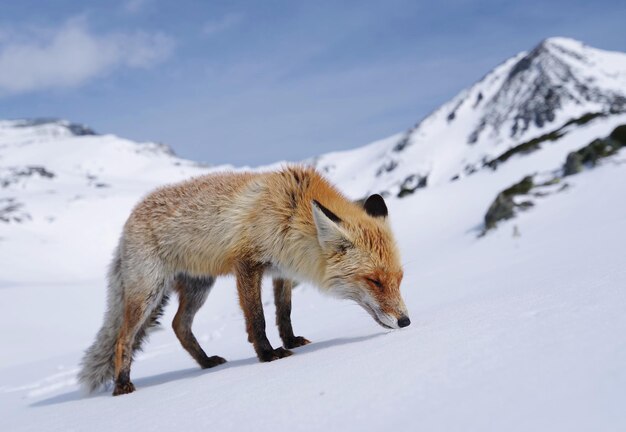 O comprimento total da raposa de pé na montanha coberta de neve