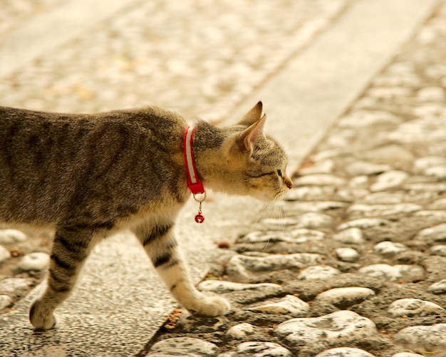 Foto o comprimento total de um gato olhando para longe
