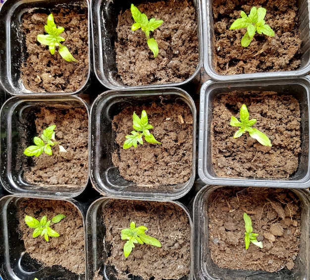 O conceito de agricultura e agricultura Vista superior de mudas de tomate germinadas em recipientes de plástico Cultivo de mudas de hortaliças para posterior plantio em campo aberto ou estufas