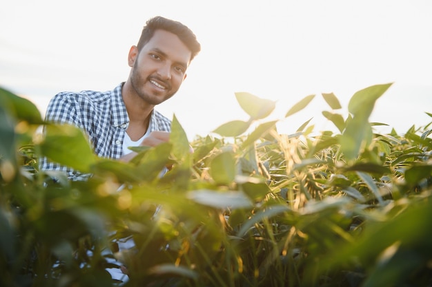 O conceito de agricultura Um agricultor ou agrônomo indiano inspeciona a safra de soja em um campo