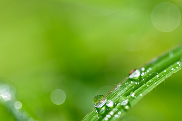 O conceito de amar o ambiente verde do mundo