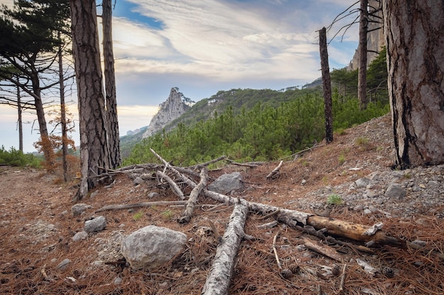 O conceito de descoberta e caminhadas natureza e liberdade