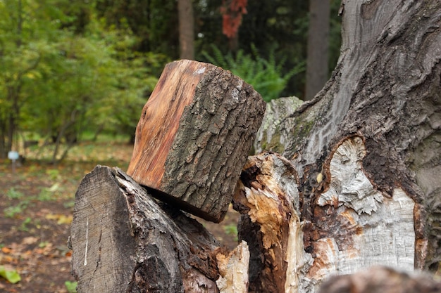 O conceito de desmatamento ilegal e proteção ambiental Tocos de troncos e galhos de árvores após o corte da floresta