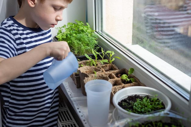 O conceito de jardinagem doméstica cultivando mudas na primavera Menino ruivo de criança regando plantas em vasos ecopeat na vista superior do peitoril da janela