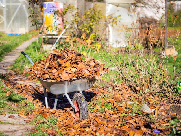 O conceito de limpar a área suburbana um carrinho de mão com folhas caídas