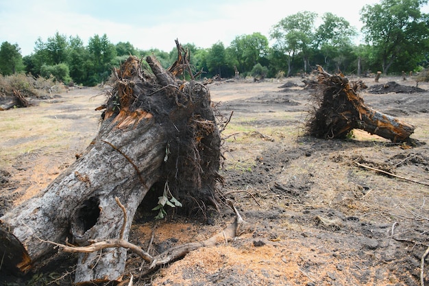 O conceito de proteção da natureza Desmatamento