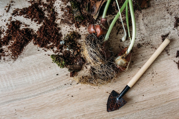 O conceito de transplante de plantas de interior de primavera em casa