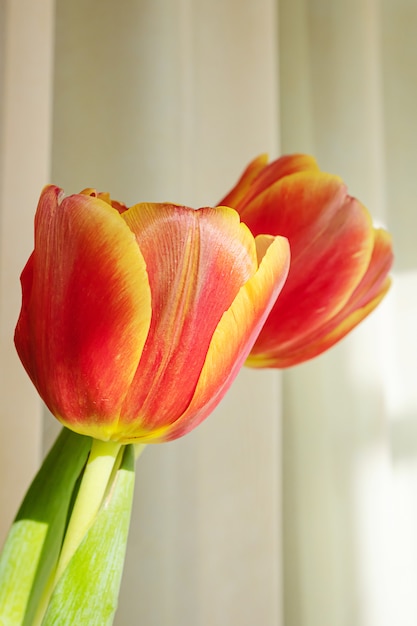 O conceito de um feriado, celebração, dia das mães, primavera.