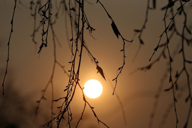 O contorno dos galhos de uma árvore ao pôr do sol