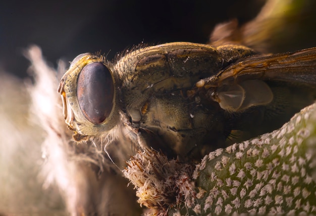 O corpo da mosca morta na folha A mosca é Diptera