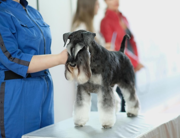 O corte de cabelo perfeito para um cão schnauzer em pé em uma mesa de tosa