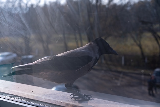 O corvo do lado de fora da janela desvia o olhar