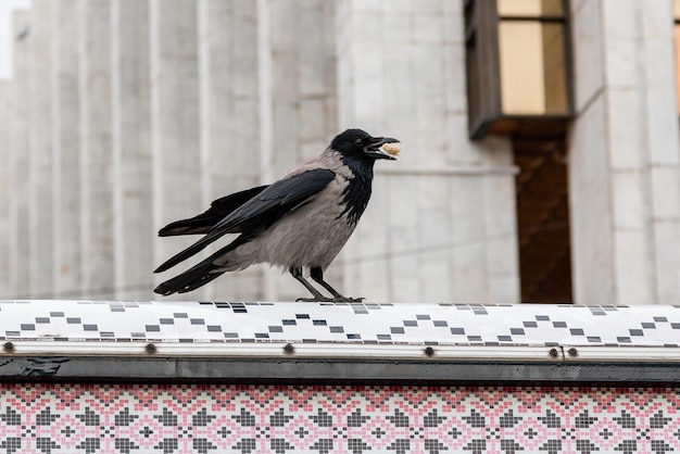 O corvo em seu bico segura uma noz