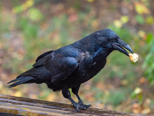 Foto o corvo negro está comendo uma foto de close