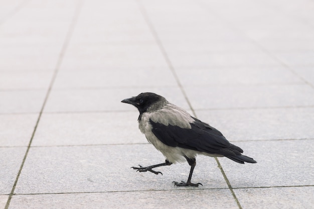 O corvo preto pequeno anda na calçada cinzenta com copyspace. calçada com pequeno corvo. Etapas do pássaro selvagem no fim do asfalto acima. Animal predador da fauna da cidade.