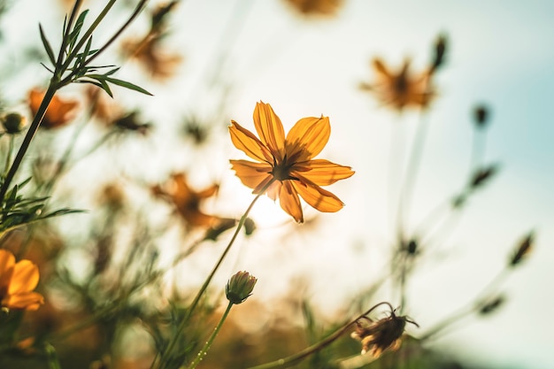 O cosmos amarelo do enxofre floresce no jardim da natureza com o céu azul com estilo do vintage.