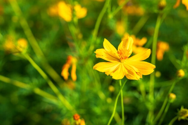 O cosmos amarelo do enxofre floresce no jardim da natureza.