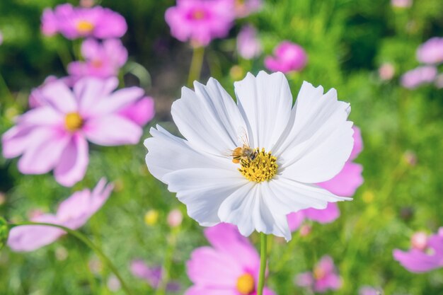 O cosmos floresce o borrão suave no tom retro vintage vintage para o conceito do dia do background.Valentines.