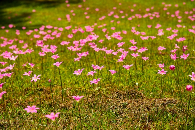 Foto o crescimento das flores no jardim