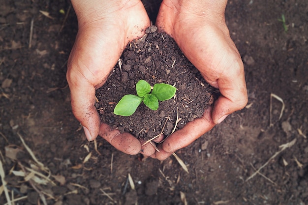 O crescimento das plantas no solo em ambas as mãos