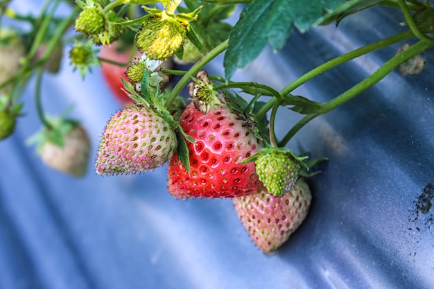 O crescimento de strawberryfruit de pequenas