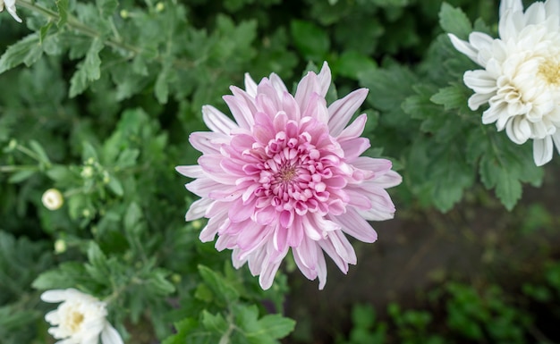 O crisântemo cor-de-rosa das flores no jardim cresce para a venda e para visitar.