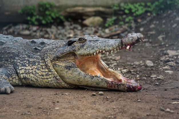 O crocodilo a magoar-se.